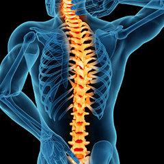 Spine